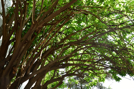 Mexico;  United Mexican States - may 13 2018 : Virgin tree in the Basilica of Guadalupe districtのeditorial素材