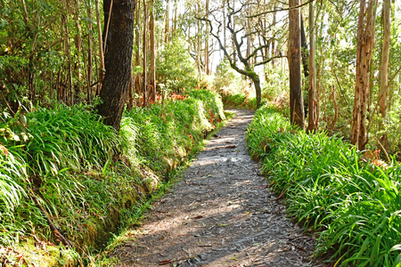 Madeiral, Camacha, Portugal - february 21 2018 : levada da serra do faialのeditorial素材