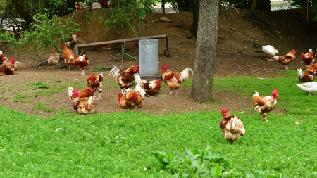 Sagy; France - june 3 2018 : poultry in the Ferme de la Coutureのeditorial素材
