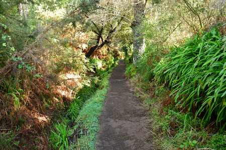 Madeiral, Camacha, Portugal - february 21 2018 : levada da serra do faialのeditorial素材