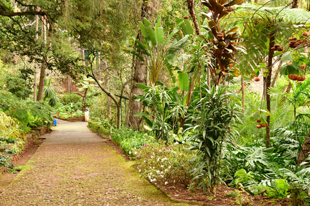 Funchal, Portugal - february 22 2018 : the botanical gardenのeditorial素材