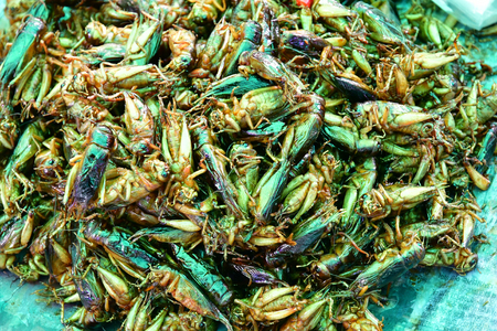 Phnom Penh; Kingdom of Cambodia - august 20 2018 : cricket at the marketのeditorial素材
