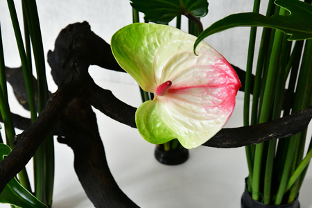 Les Mureaux; France - september 16 2017 : Ikebana, Japanese flower arranging art in Fleurs en Seine, flower exhibitionのeditorial素材