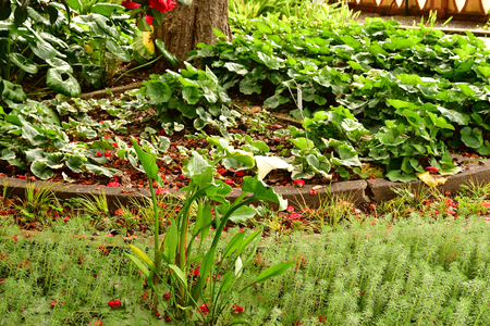 Funchal, Portugal - february 22 2018 : the botanical gardenのeditorial素材