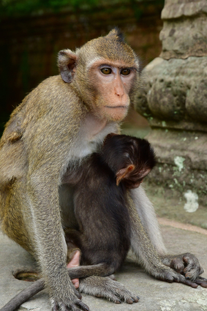 Siem Reap; Kingdom of Cambodia - august 23 2018 : monkey in the Angkor Wat templeのeditorial素材
