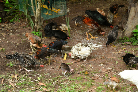 Kampong Chhnang; Kingdom of Cambodia - august 21 2018 : poultry in a farm in the villageのeditorial素材