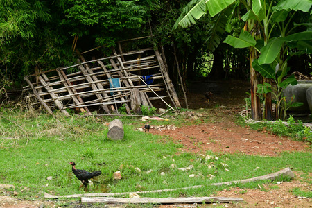 Kampong Chhnang; Kingdom of Cambodia - august 21 2018 : farm in the villageのeditorial素材
