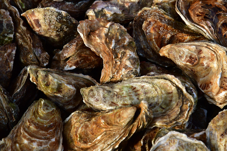 oysters at the Place de Courtonne marketの写真素材
