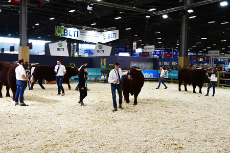 Paris; France - february 24 2019 : cow in the Paris International agricultural show, the largest and important one in Europeのeditorial素材