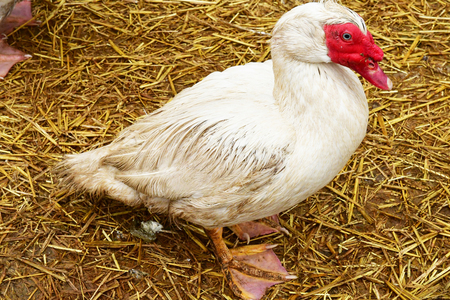 Sagy, France - april 4 2018 :duck in a farmの写真素材