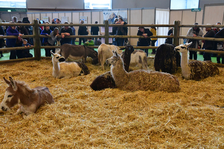Paris; France - february 24 2019 : food at the Paris International agricultural show, the largest and important one in Europeのeditorial素材