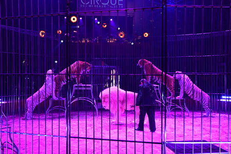 Les Mureaux; France - october 14 2018 : wild animals at the circus festivalのeditorial素材