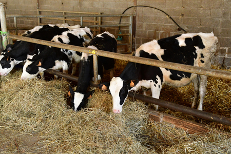 Rambouillet; France - november 11 2017 : cow in the Bergerie Nationale farmのeditorial素材