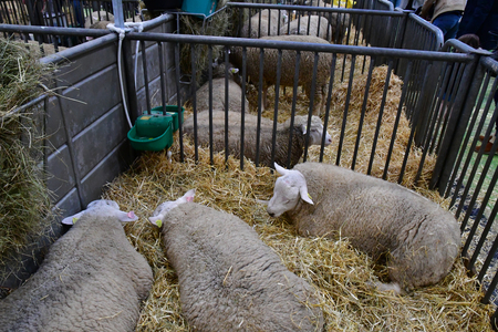 Paris; France - february 24 2019 : sheep in the Paris International agricultural show, the largest and important one in Europeのeditorial素材