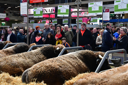 Paris; France - february 24 2019 : cow in the Paris International agricultural show, the largest and important one in Europeのeditorial素材