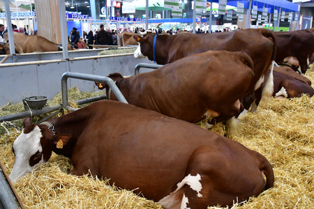 Paris; France - february 24 2019 : cow in the Paris International agricultural show, the largest and important one in Europeのeditorial素材
