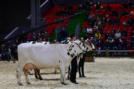 Paris; France - february 24 2019 : cow in the Paris International agricultural show, the largest and important one in Europeのeditorial素材