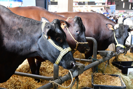 cow in the Paris International agricultural show, the largest and important one in Europeの写真素材