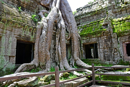 Siem Reap; Kingdom of Cambodia - august 24 2018 : the Ta Prohm templeのeditorial素材