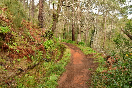 Madeiral, Camacha, Portugal - february 21 2018 : levada da serra do faialのeditorial素材