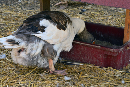 Sagy, France - july 8 2018 : duck in a farmのeditorial素材