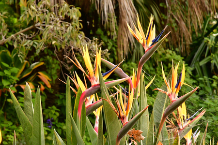 Funchal, Portugal - february 22 2018 : bird of paradise in the botanical gardenのeditorial素材