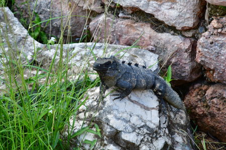 Uxmal; United Mexican State - may 18 2018 : the pre Columbian siteのeditorial素材