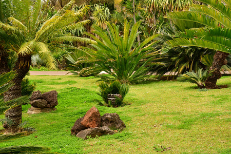 Funchal, Portugal - february 22 2018 : the botanical gardenのeditorial素材