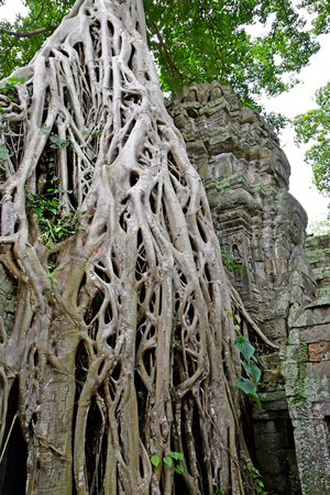 Siem Reap; Kingdom of Cambodia - august 24 2018 : the Ta Prohm templeのeditorial素材