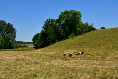 Harquency; France - july 2 2019 : cows in a meadowのeditorial素材
