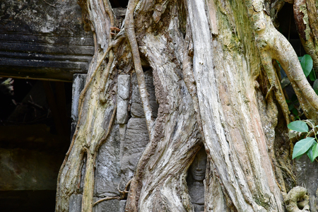 Siem Reap; Kingdom of Cambodia - august 24 2018 : the Ta Prohm templeのeditorial素材