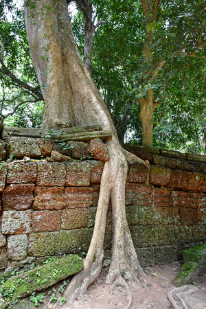 Siem Reap; Kingdom of Cambodia - august 24 2018 : the Ta Prohm templeのeditorial素材