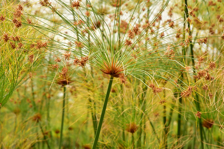 Funchal, Portugal - february 22 2018 : the botanical gardenのeditorial素材