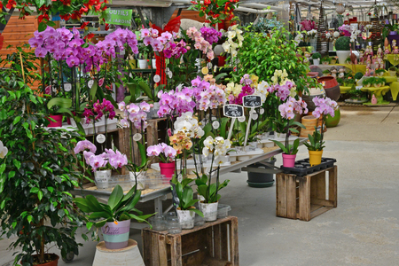 Sagy, France - july 8 2018 : a garden centerのeditorial素材