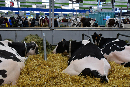 Paris; France - february 24 2019 : cow in the Paris International agricultural show, the largest and important one in Europeのeditorial素材