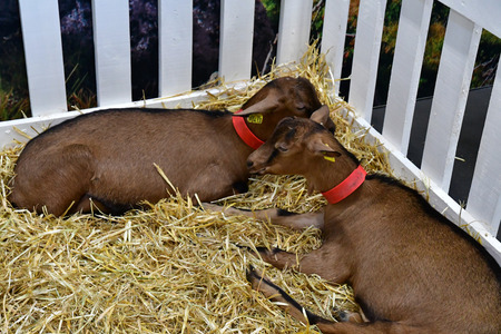 Paris; France - february 24 2019 : goat in the Paris International agricultural show, the largest and important one in Europeのeditorial素材