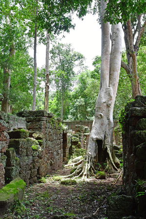 Siem Reap; Kingdom of Cambodia - august 24 2018 : the Ta Prohm templeのeditorial素材