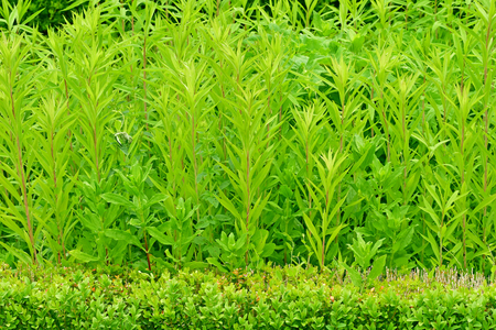 Villarceaux, France - june 9 2019 : medicinal plants garden in the historical castleのeditorial素材