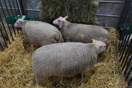 Paris; France - february 24 2019 : sheep in the Paris International agricultural show, the largest and important one in Europeのeditorial素材