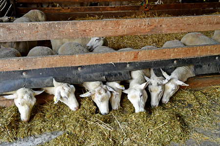 Thiverval Grignon, France - april 21 2019 : sheep in the Agroparistech farmのeditorial素材