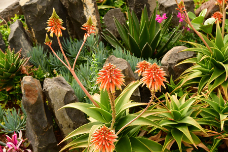 Funchal, Madeira, Portugal - february 22 2018 : park of an hotel in the west district of funchalのeditorial素材