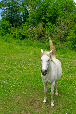 Lainville en Vexin, France - may 24 2019 : horse in the country landscapeのeditorial素材
