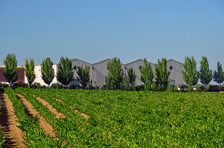 La Roda de Andalucia; Spain - august 27 2019 : a vineyardのeditorial素材