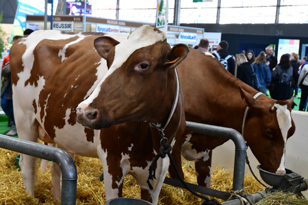 Paris; France - february 24 2019 : cow in the Paris International agricultural show, the largest and important one in Europeのeditorial素材