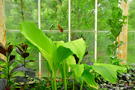 London; Kew, England - may 5 2019 : waterlilly house in the Kew Royal Botanic Gardensのeditorial素材