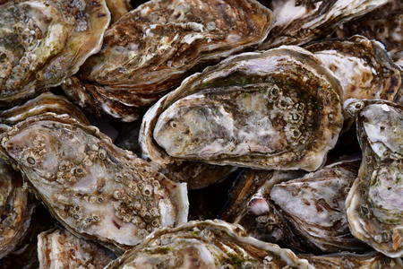 Vernouillet; France - april 7 2017 : oysters at the saturday marketのeditorial素材