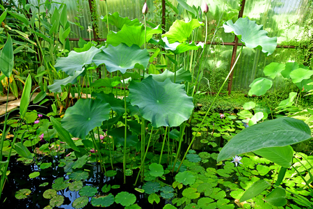 Chaumont sur Loire; France - june 29 2019: the festival international des jardinsのeditorial素材