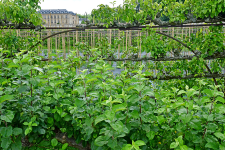 Versailles; France - june 16 2019 : kitchen garden of the king Louis 14, created in 1683のeditorial素材
