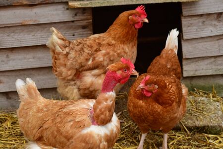Sagy; France - june 3 2019 : hen in the Ferme de la Coutureの写真素材