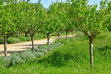 La Roche Guyon; France - may 15 2019 : the picturesque castle gardenのeditorial素材